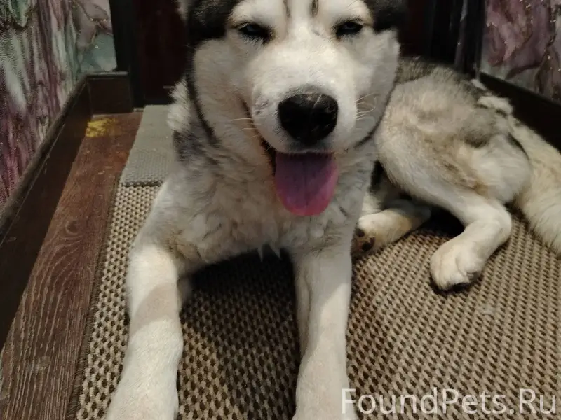 Найдена собака хаски, примерно...