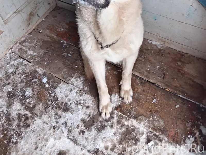 Чья собака? Может кто-то знает...