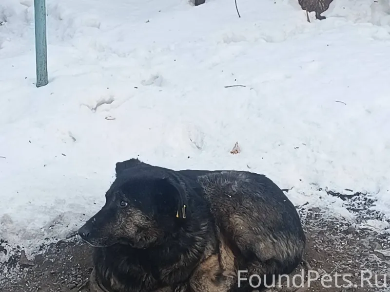 Найден пёс на улице: аэровокза...