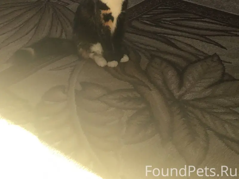 Пропала кошка❗️❗️❗️ Район Горл...