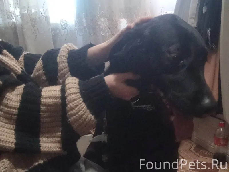 Найден пёс мальчик скорее всег...