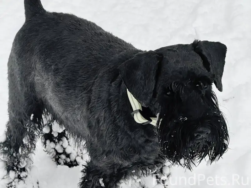 Потерялась собака в районе тсж...