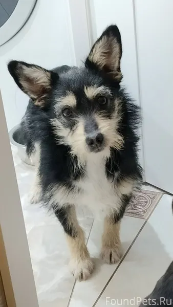 Найдена собака. В районе магаз...