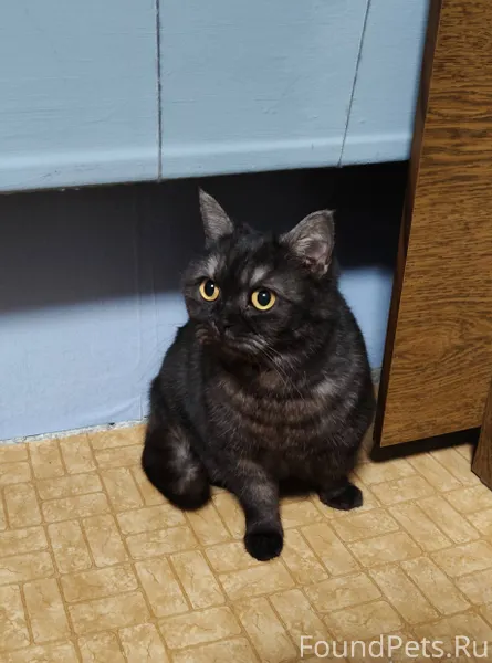 Добрый вечер. Найдена кошка. Н...