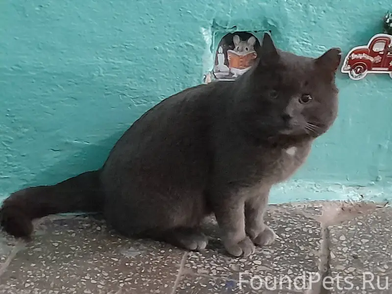 #НайденаКошка@poterashkamag На...