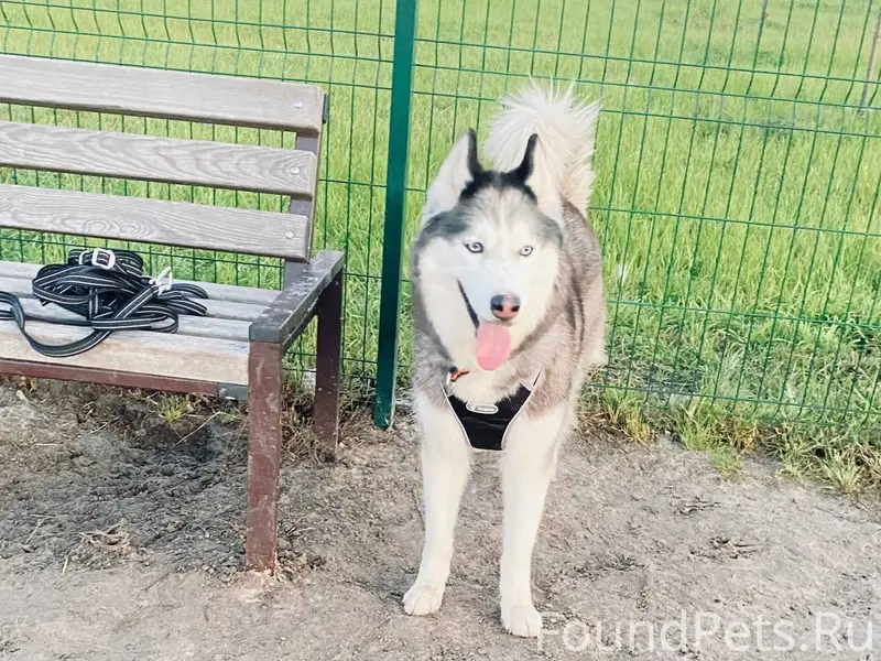 Убежала собака породы хаски Сэ...