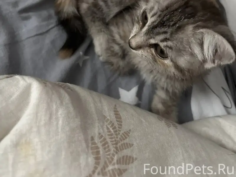 Найден котёнок, ищем новых или...