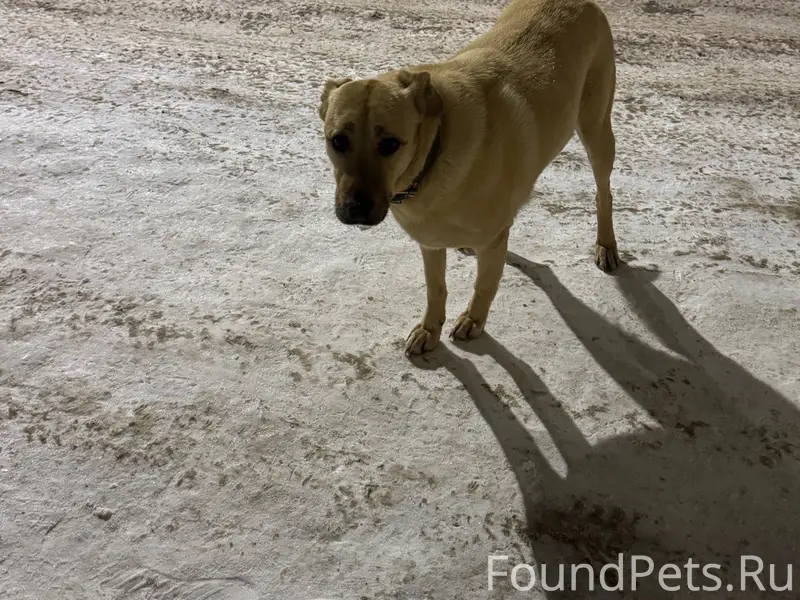 Лесная аллея, д. Конёвка Второ...