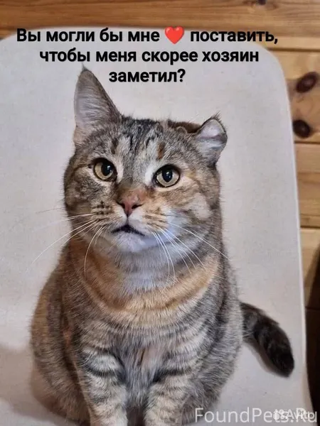 🎀Марта ищет дом🎀 Котейка🐈была ...