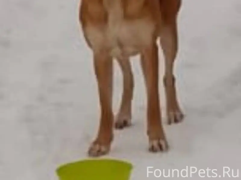 Кто Выбросил Собаку? Может Убе...