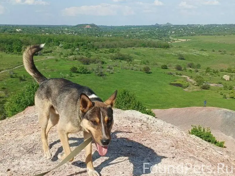 Добрый вечер ПРОПАЛА СОБАКА!!!...