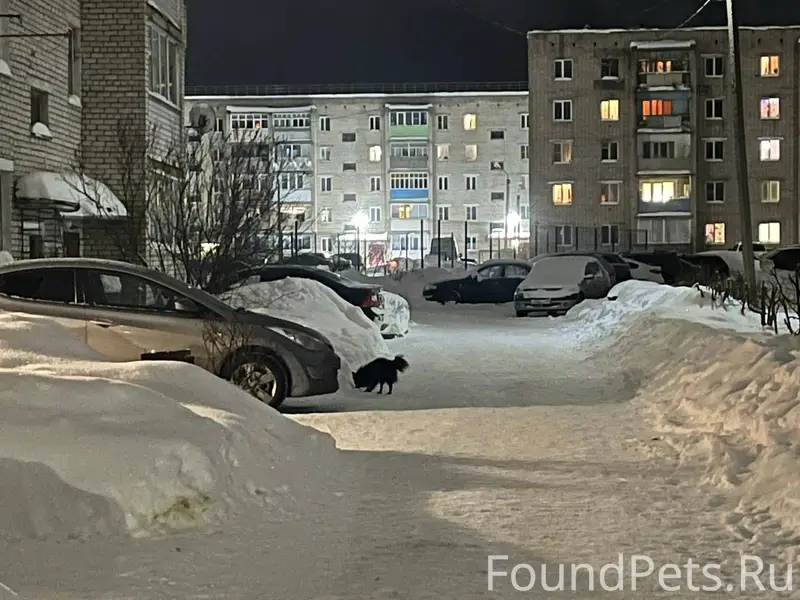 На Центральной бегает чья-то с...