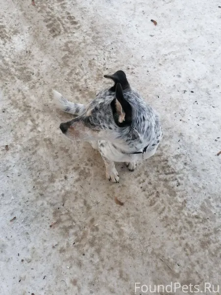 Потерялась собака в районе пер...