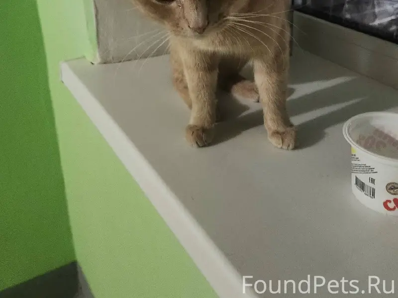 Найден кот рыжий в сиреневом о...