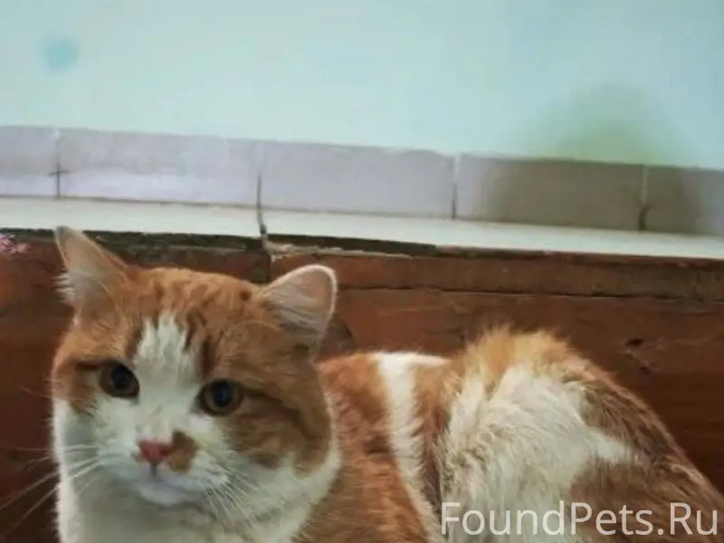 Найден кот на ул. СВОБОДЫ. Вче...
