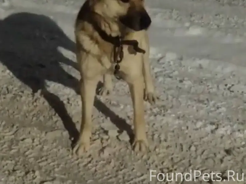 #потерялось_животное_Шадринск ...