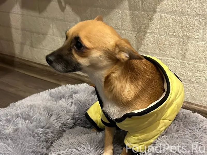 НАЙДЕНА СОБАКА у дома на пр...