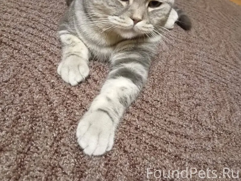 Пропал кот в районе улицы Забо...