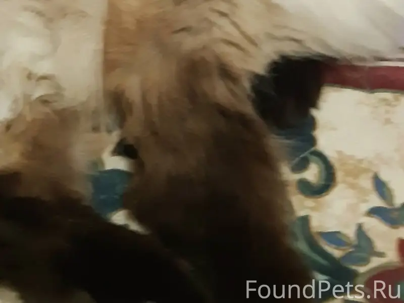 Пропала сиамская кошка в р-не....