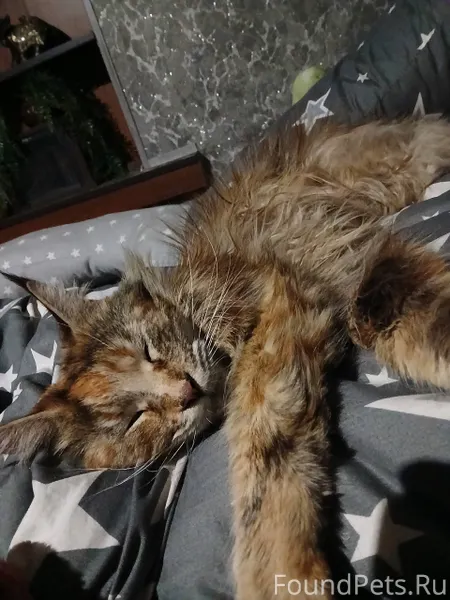 Здравствуйте, в новогоднюю ноч...