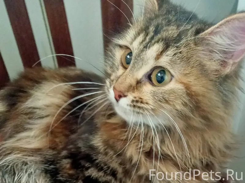 Найдена кошка К дому (Городищи...