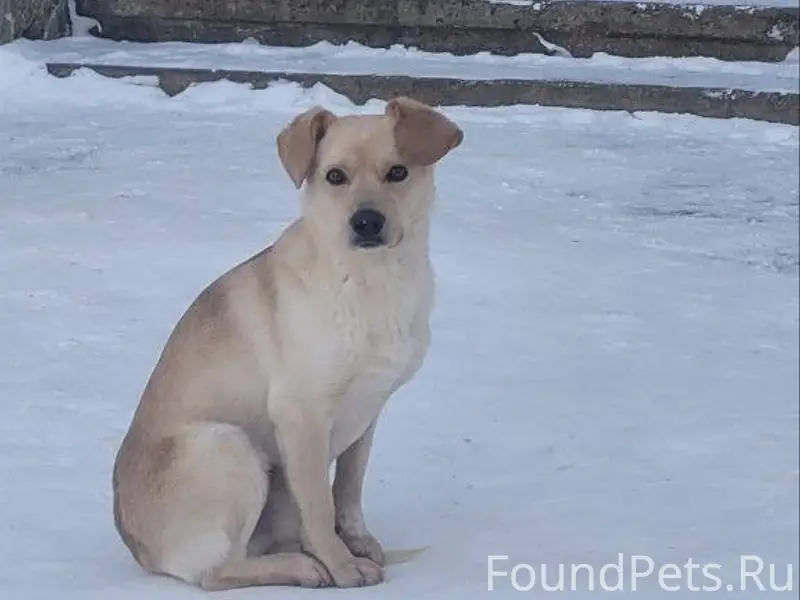 Помогаю информационно Малоярос...