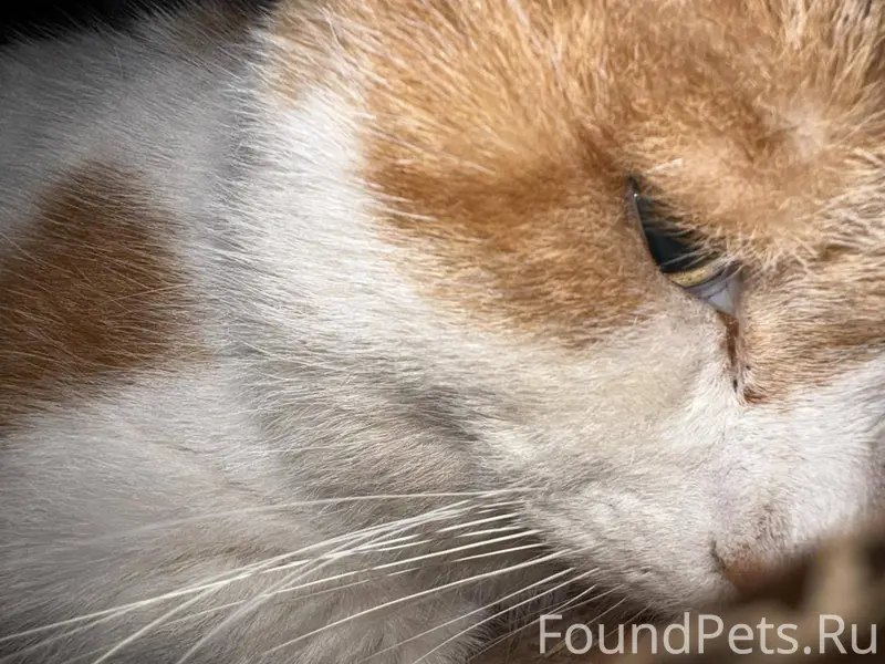 Найден раненый кот на улице Ин...