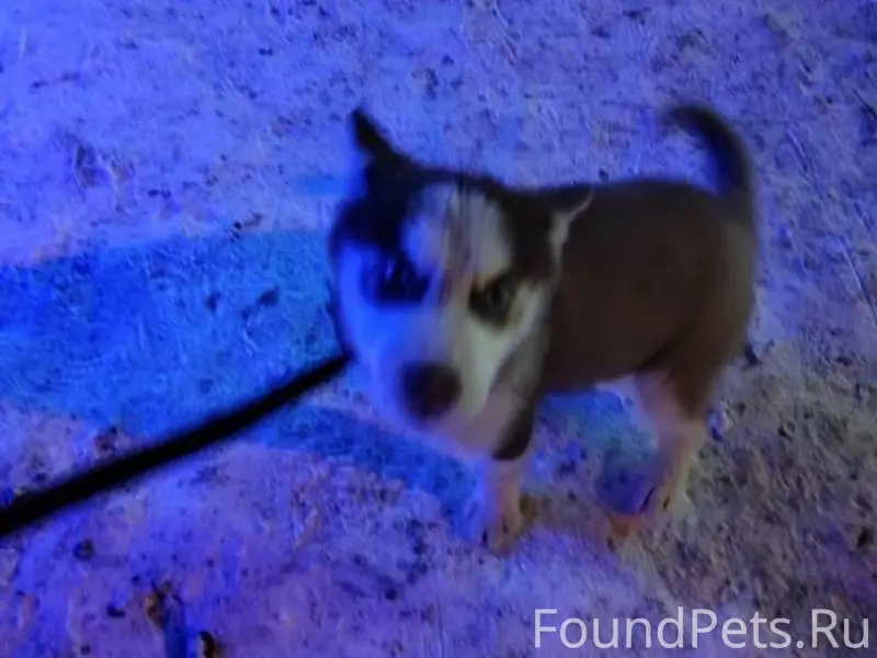 Пропал щенок хаски Помогите по...