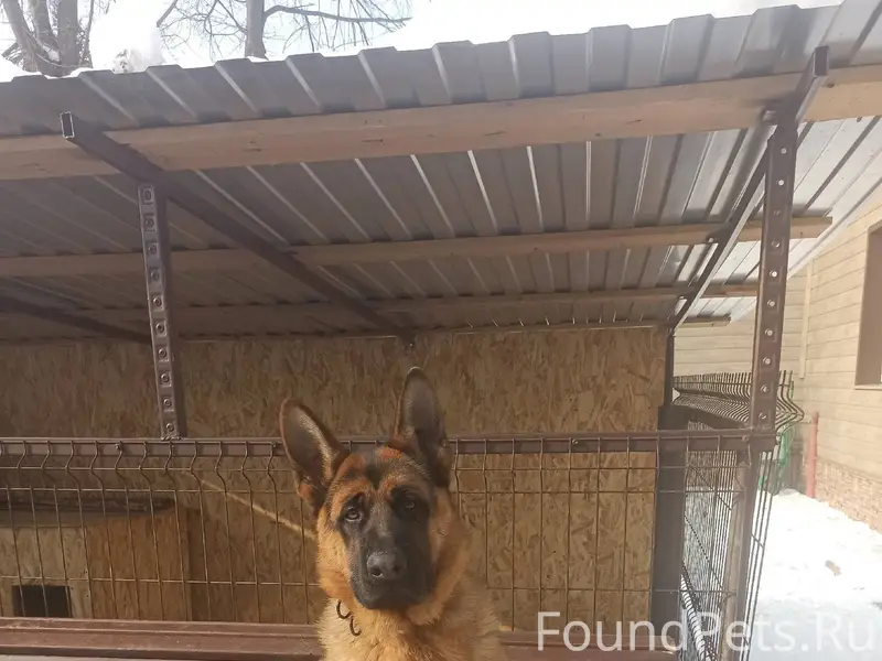 Потерялась собака , в районе Х...