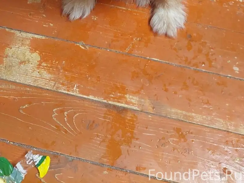 Найдена собака! Деревня Радова...