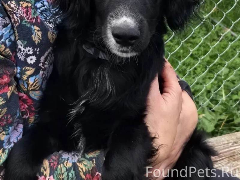 Потерялась собака-спаниель по ...