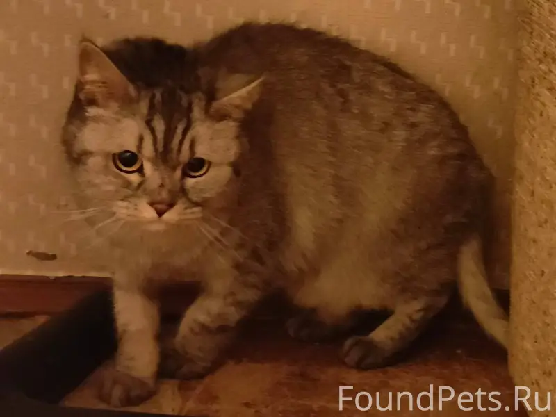 Чья потеряшка? Найдена в подъе...