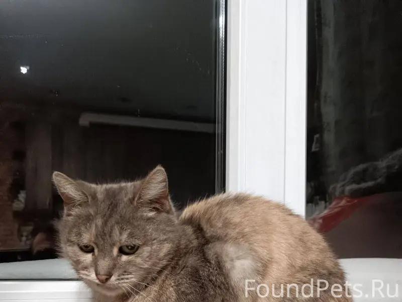 #найдено Коломна Найдена кошка...