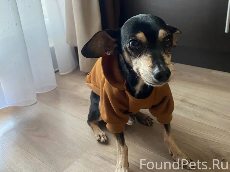 Убежал пёс. Зовут Тишка. Если ...