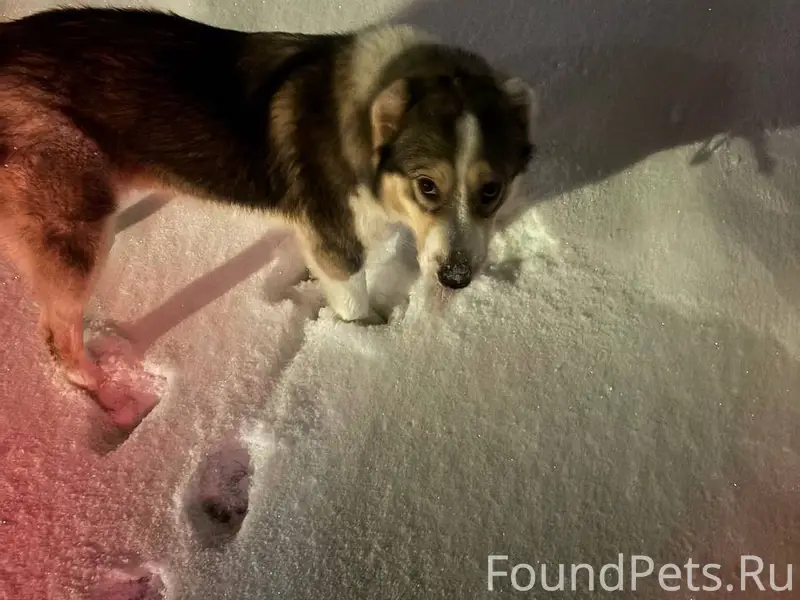 Найдена собака! Девочка, ласко...