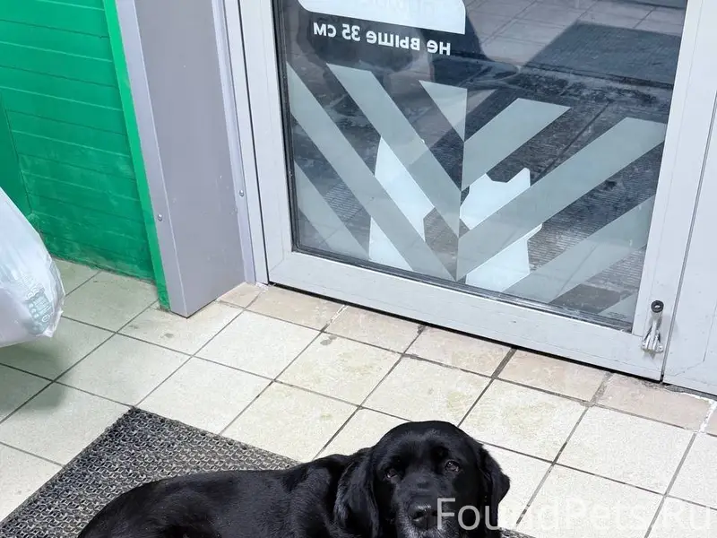 Найдена собака 3.02.26 в...