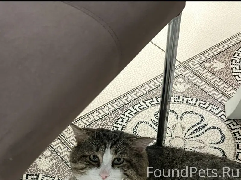 Бюро находок🔍 Пропал кот в рай...