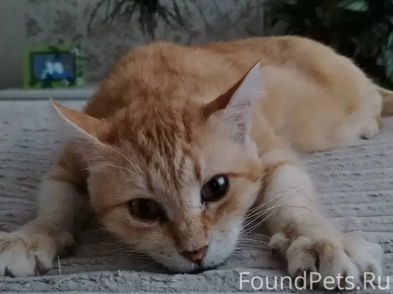 Помогите найти кота, нашедшему...
