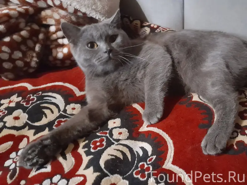 Пропал кот. Район 1я Волгоград...