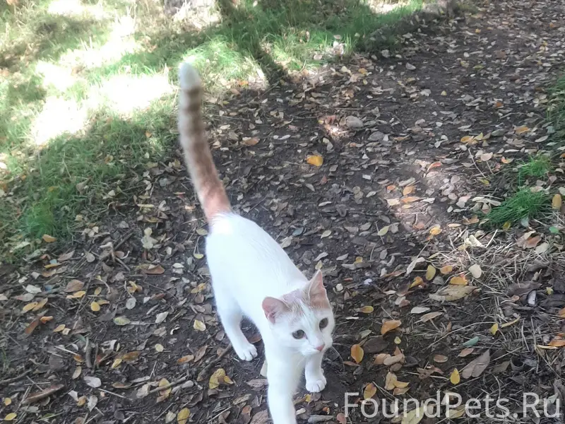 Пропал кот Мурчик 9 месяцев вч...