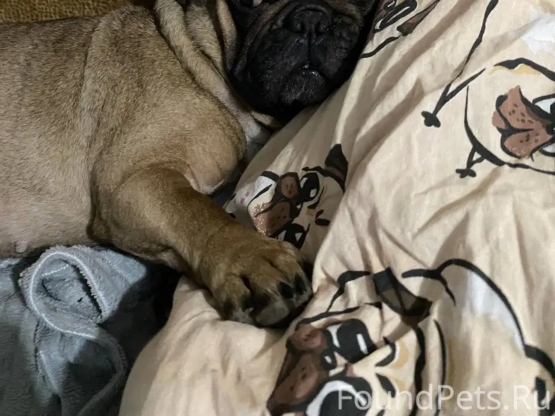 ❗️ПРОПАЛА СОБАКА❗️ В районе го...