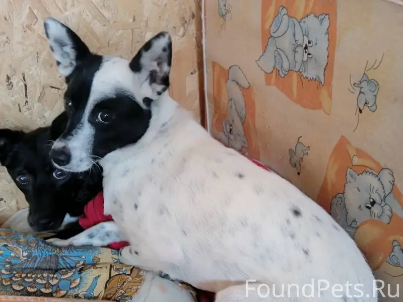 Уважаемые озерчане! Обратите в...