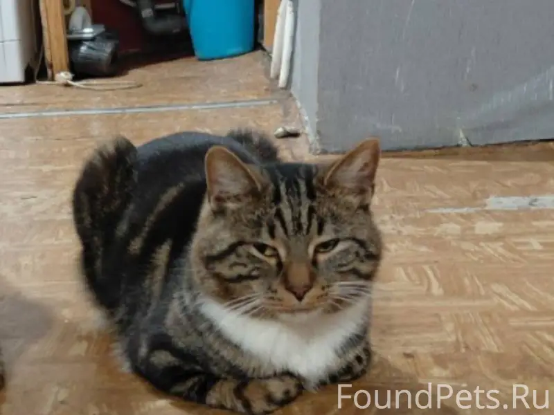 Здравствуйте дорогие друзья пр...