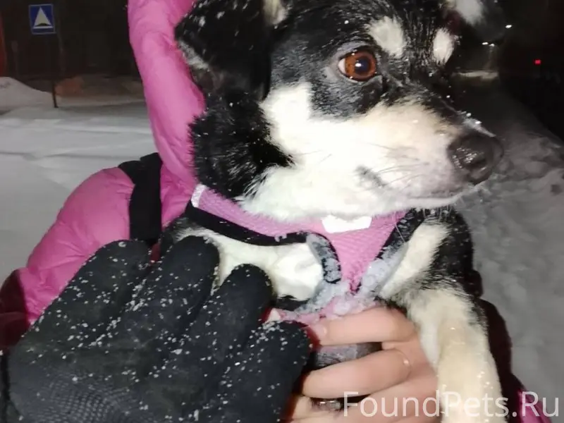 Найдена собака с поводком,ищем...