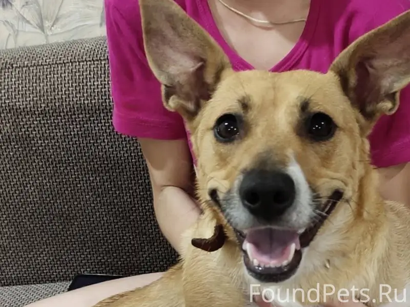 Пропала собака в центре города...