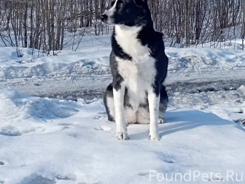 РОЗЫСК СОБАКИ. МЫ НЕ ТЕРЯЕМ НА...