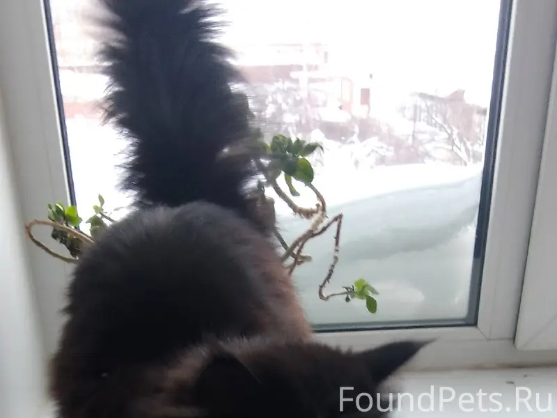 Найдена пушистая, красивая кош...