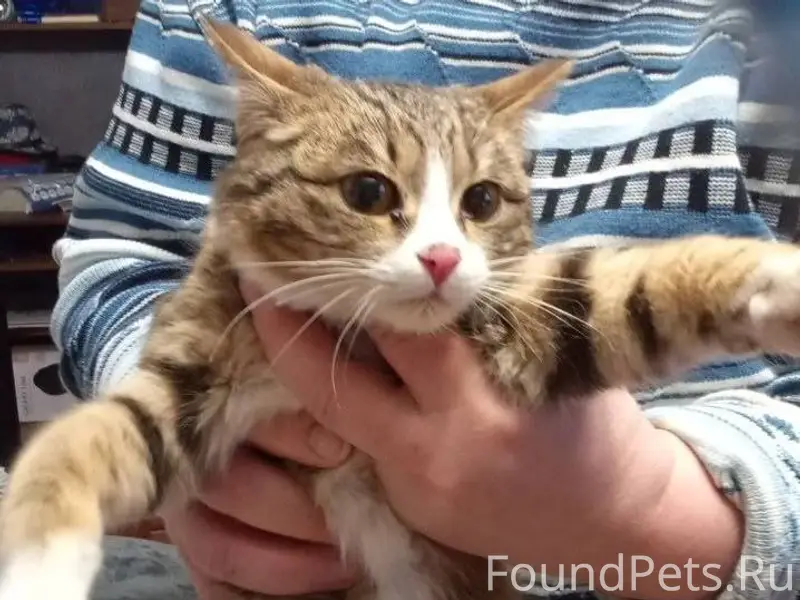 Найдена кошечка на улице Чапае...