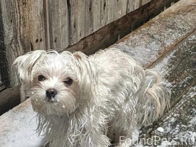 Потерялась маленькая белая соб...