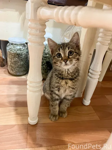 Новочебоксарск Котёнок Гриша (...